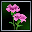 Pink Carnation