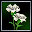 White Carnation